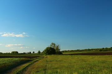 A field with grass and trees