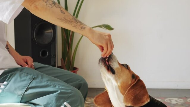Dog eating vitamins cbd supplement, woman hands, pets food supply, delivery for beagle pet. 