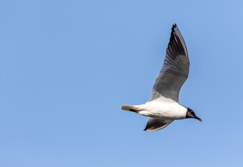 Obraz premium Black-headed gull (Chroicocephalus ridibundus) flying in a blue sky