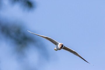 Black-headed gull (Chroicocephalus ridibundus) flying in a blue sky
