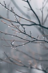 Obraz premium Tree branches with water droplets blurry background