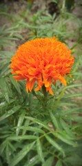 Marigold flower 