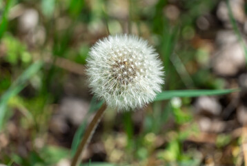 Dandelion flower with white seed heads in springtime close-up. Details taraxacum officinale in meadow. Plants aster family or compositae. Wildflower area. Blowball used as medical herb. Dandelion seed