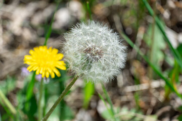 Dandelion flower with white seed heads in springtime close-up. Details taraxacum officinale in...