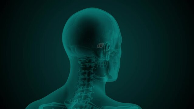 X-ray image of the head of a man with visible paranasal sphenoid sinus. Anatomically correct 3d animation on dark background