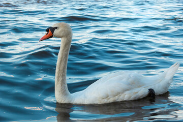 Elegant white swan glides gracefully across the shimmering blue water.