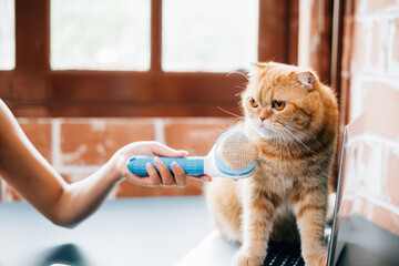 Loving hygiene routine, A woman combs her Scottish Fold cat's fur, with the ginger cat peacefully resting on her hand. This cozy scene epitomizes their owner-pet enjoyment. Pat love routine