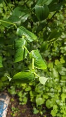Top down view of bright green plant stalk, most likely belonging to a White Twisted-Stalk (Streptopus amplexifolius), growing up from the forest floor. 
