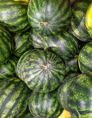 Lots of ripe green watermelons