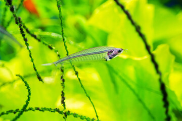 Transparent glass catfish (Kryptopterus bicirrhis) in aquarium