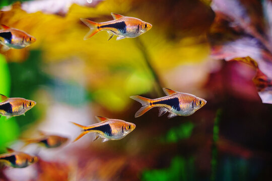 The Harlequin Red Rasbora (Trigonostigma heteromorpha) close-up photo