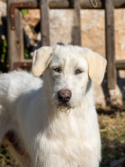 Portrait of Valdueza Montero hunting dog, new pure Spanish native breed