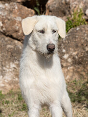 Portrait of Valdueza Montero hunting dog, new pure Spanish native breed