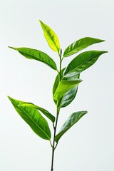 The image shows a green tea plant with lush green leaves