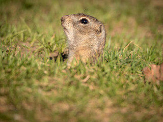 A prairie dog leaning out of its hole