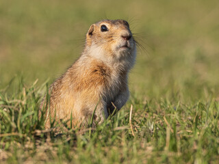 A prairie dog leaning out of its hole and looking at the camera, close-up