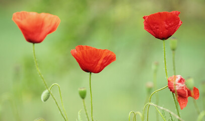 Primeras amapolas en el camino