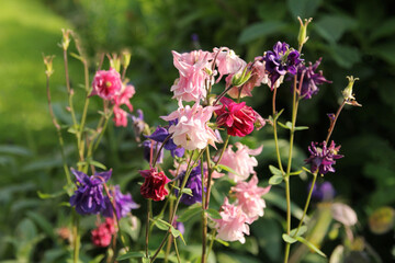 a group beautiful pink and purple columbine flowers in the garden at a sunny day with elegant flowers
