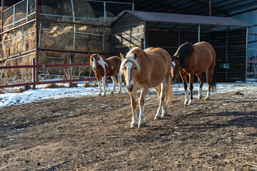 horses in a farm