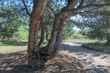 Old pine forest on sunny day. Panorama of natural coniferous trees. Evergreen trunks of spruce plant in woodland. Getting away from it urban problems on wonderland of pine grove. Wildlife landscape.