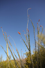 Ocotillo cactus in bloom
