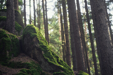 Whispering Woods and Sunlit Moss A Mystical Journey Through Nature