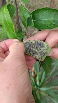 aphid on an apple tree leaf. A man holds a growing leaf of an apple tree that is parasitized by a column of aphids brought by ants. Mobile vertical video.