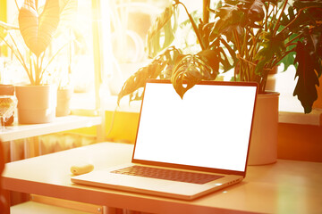 Laptop and Plant Bathed in Window Sunlight