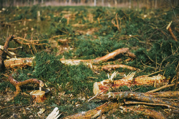 Uncontrolled Deforestation Ravaging European Forests and Ecological Balance
