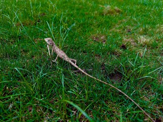 lizard on the grass