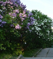 Obraz premium Bush purple and white lilac (Syringa) in the botanical garden