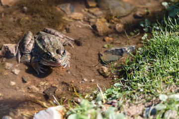 Lowland Leopard Frog in the water
