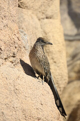 Roadrunner on a rock