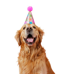 cute golden retriever with birthday party hat