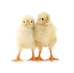 Two cute chicks isolated on white. Baby animals