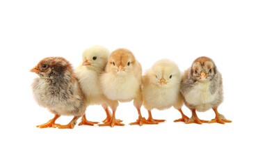 Many cute chicks isolated on white. Baby animals