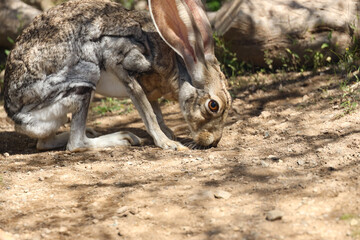 Jackrabbit in the desert