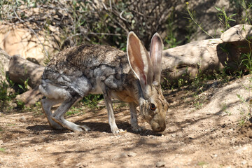 Jackrabbit in the desert
