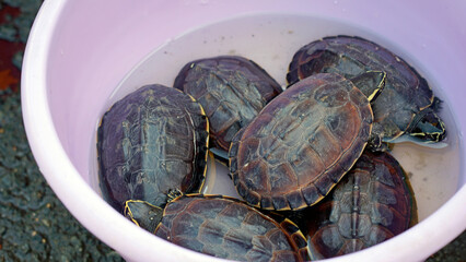 turtles on a local fresh market in phnom penh