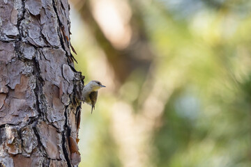 A brown-headed nuthatch on the trunk of a tree.
