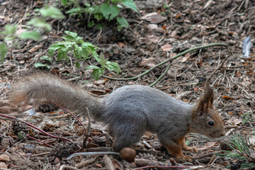 A forest squirrel running between trees in search of food