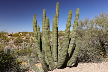 Organ Pipe Cactus in the desert