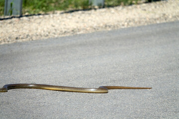Large 1.5-meter Balkan snake (Coluber jugularis) on highway. It is very brave, aggressive snake in...