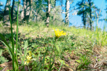 Yellow goatling (Tragopogon pratensis) on the mountain meadows, the forest belt of the North Caucasus