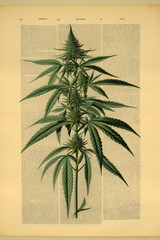 illustrated cannabis plant, weed plant illustration cannabis ganja vintage style, illustrated vintage style weed illustration
