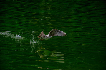 Seagull taking off on the lake with water splashing. The close-up view of a seagull taking off from the green water.