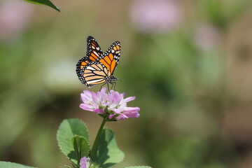 BUTTERFLY ON FLOWER WITH BLURRY BACKGROUND. beautiful butterfly on flower closeup with blurry background.  wallpaper of beatiful butterfly flower with colorful blurred background.