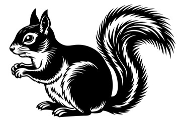  Squirrel Vector Illustration