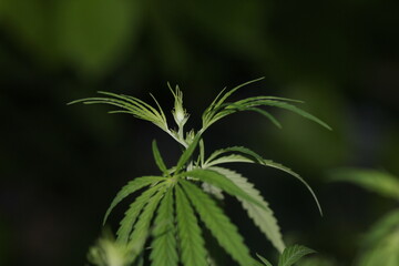 close up of marijuana plant hemp buds marijuana stock image. marijuana green plant leaves.