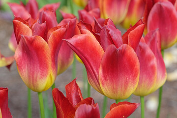 Red and yellow lily flowering Tulip, tulipa ‘Striking Match’ in flower.